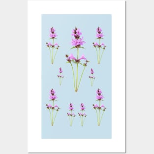 Stachys macrantha Big Betony Edit Posters and Art